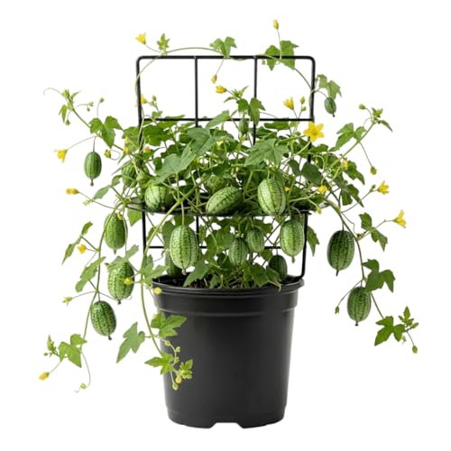 Cucamelons Plants Live Tiny Watermelon Vine Cucamelon Fruit Plant, 2 Plants in 4" Pot