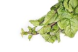 Basella rubra alba 100 semi Malabar Spinach, vine spinach, red vine spinach, climbing spinach