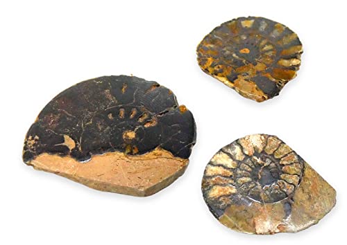 Marca: TENET CRIGEMA - FOSSILI (2 PEZZI DI AMMONITE TAGLIATA E LEVIGATA DA 2-3 CM)