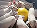 Kerbl 22120 Anti-Stress-Ball für Ferkel im Karton, Durchmesser 30 cm