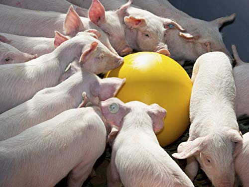 Kerbl 22120 Anti-Stress-Ball für Ferkel im Karton, Durchmesser 30 cm