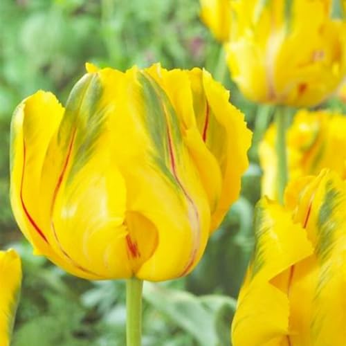 Bulbos De TulipáN-Tulip Bulbs,TulipáN Bulbos,Mezcla De Bulbos De Tulipán,Creciendo En Macetas,Bulbos De Plantas,Decoracion De Jardin-5Bulbos-e