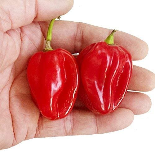 VibeX Scotch Bonnet Red (Capsicum chinense) Chilli Seeds-300 Seeds (B0BBGR1KMK) Amazon Price History, Amazon Price Tracker