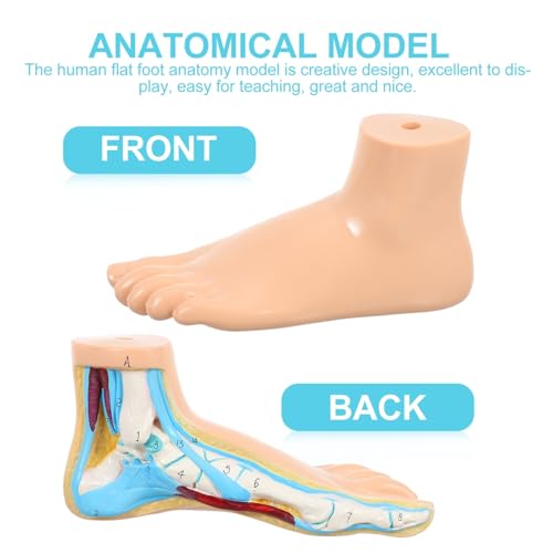 Modèle d'anatomie osseuse du pied IMIKEYA pour cours de sciences et rééducation