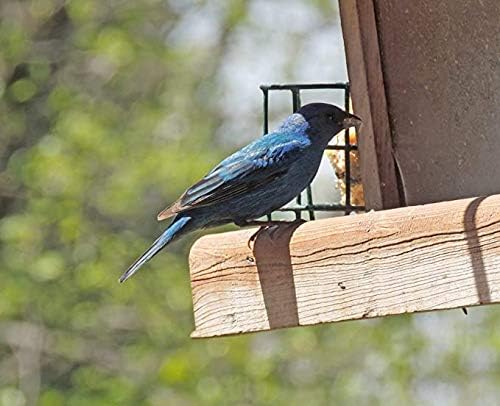 No Mess Bird Seed Mix – 40 lb Bag – All-Natural, Premium Wild Bird Food – Attracts Finches, Cardinals, Jays & More – Shell-Free, Easy Cleanup – Ideal for Feeders & Ground Feeding