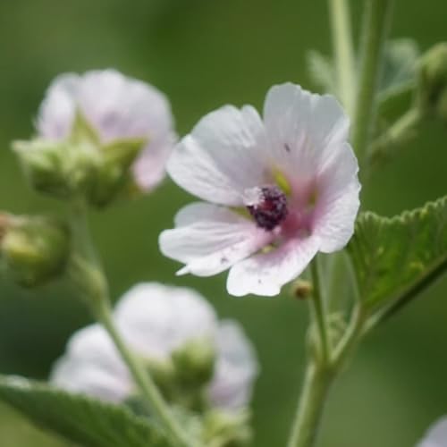 semillas orgánicas de malvavisco real althaea officinalis, jardín rocas semillas orgánicas Decoración jardín para exteriores raras exterior 100pcs