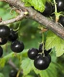Black Currant Plant Live for Planting, Currant Bush Live Plant Rooted Starter Plant, Cannot Ship to NC, WV, NH, Current Fruits