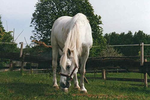 Scheidler horse-direkt Schwarzkümmel-Presskuchen 10 kg (4 x 2,5 kg Beutel) – 20% Fettgehalt – Schwarzkümmelpellets für Pferde