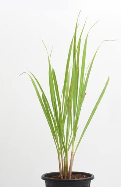Desi Gardeners Lemon Grass Plant with 4 Inch pot (B0BZ8WWN29) Amazon Price History, Amazon Price Tracker