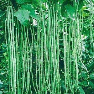 See full amazon price history chart for Creative Farmer Vegetable Seeds Yard-Long Bean Seeds - Cowpea (Vj) Seeds Genus As Bambara Groundnut. Seeds Home Garden Seeds Creative Farmer Vegetable Seeds Yard-Long Bean Seeds - Cowpea (Vj) Seeds Genus As Bambara Groundnut. Seeds Home Garden Seeds (B07N477ZZH) Amazon Price History, Amazon Price Tracker