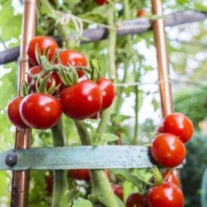 Seeds Point High Yield Hybrid Rare RED CHERRY TOMATO (Vegetable Seeds) 30 Seeds Pack (B07LDFD2WX) Amazon Price History, Amazon Price Tracker