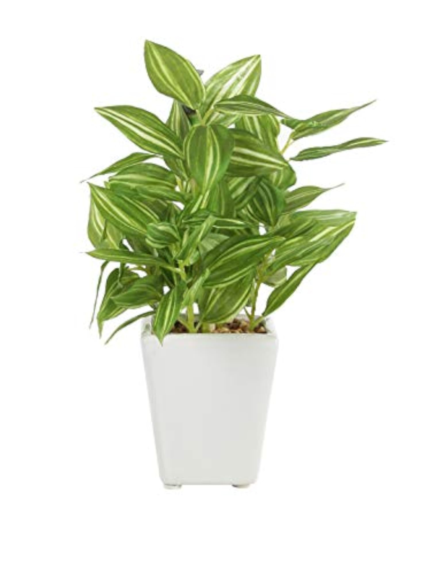 Artificial Hypoestes Plant in Ceramic Pot, 19 cm