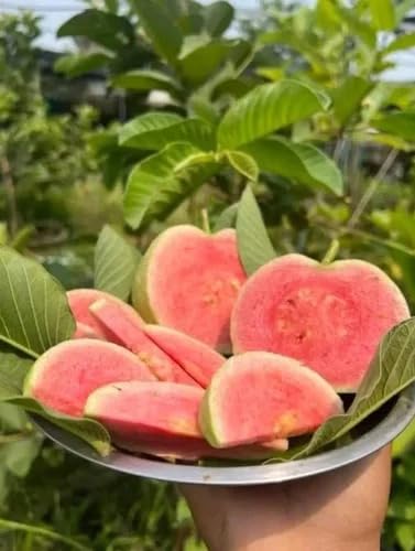 Image of Natura GreenHouse 1 Live GRafted Original red dimond Guava Amrud Plant hybrid all seasons Height 1.5-2 FT (Red Dimond)