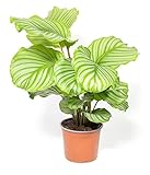 Calathea orbifolia, Korbmarante, Gebetspflanze, echte Zimmerpflanze im 14cm Topf, Höhe ca.35cm