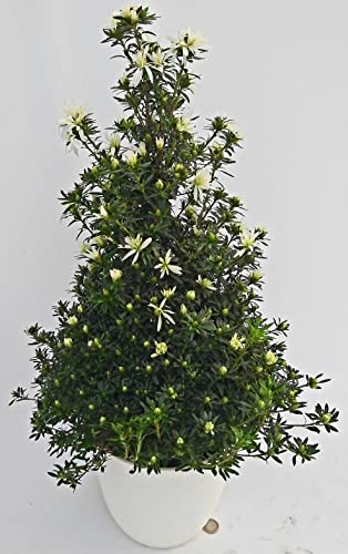 POWERS TO FLOWERS - AZALEA ALBERELLO KOROMU SAKU WHITE, PIRAMIDE altezza 70cm, IN VASO CERAMICA BIANCO A RIGHE, pianta vera