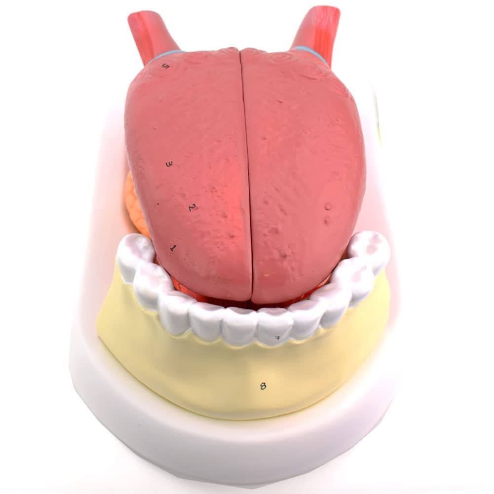 Modèle d'enseignement des dents avec structure détaillée de la langue