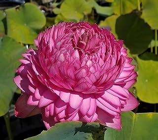 Image of Very Beautiful All Season Pink Water Lotus(Pack Of-1) /Water Kamal /Water Lily Plant (TUBER) Original Hybrid Veriety Blloming With In 30 Days For Outdoor & Indoor Live Plant.