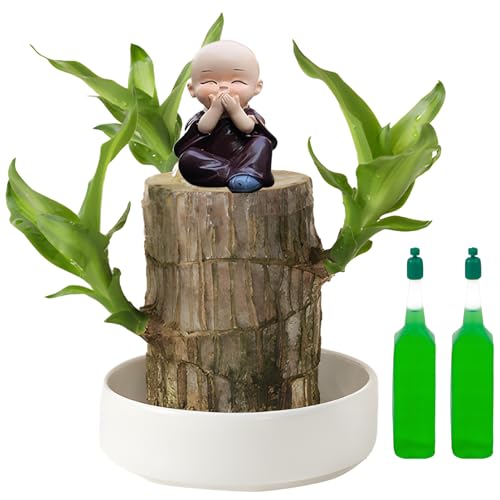 Mini Brazil Lucky Wood, Brazil Lucky Wood with Monk Statues, Bonsai Tree Indoor Plant, Nutrient Solution, Hydroponic Potted Plant, Perfect for Home, Office