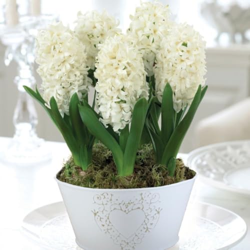 5 x Hyacinth ‘White Pearl’ Bulbs – Flowering Indoor Plant 2 x in 16cm Zinc Pot | Elegant White Blooms, Fragrant Winter Display | Gift Ready Christmas Decoration by Thompson & Morgan