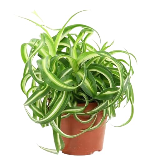 MANISHAS DAFFODILS spider plant,hanging plant live for home decor,monkey grass plant in grow bag(1 healthy bushy grass) (B0C19C7RVV) Amazon Price History, Amazon Price Tracker