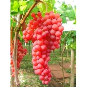 Generic Fresh 20 stuks Miniatuur Druivenfruit zaden voor opplant Rood