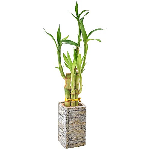5-Stem Lucky Bamboo, Live Indoor Plant in Aged Wood Planter