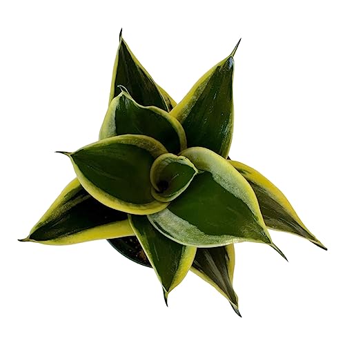 Live Plant, Snake Plant, Indoor Plant, Sansevieria, Air Purifying, Easy Care, 4 inch Pot by Hopewind Plants Shop (Black Star (Black Gold))