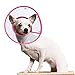 PETBABA Dog Cone Collar in Recovery, Clear Elizabethan Not Block Vision, Soft Padded E-Collar Protect Neck, Suitable Kitten Cat Puppy Pet in Surgery Remedy Grooming - M in Rose