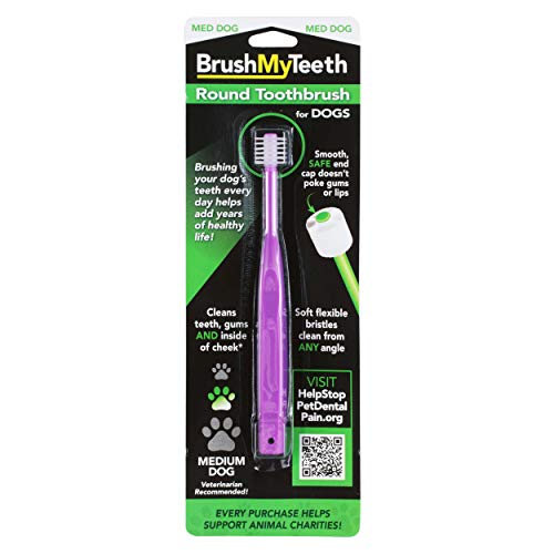 Brush My Teeth Medium Dog Toothbrush with Round Brush Head, Multi-color