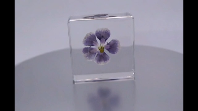 Image of 38mm Real Purple Geranium Flower in Crystal Clear Lucite Resin Specimen Botanist Herb Herbarium Crafts Collection for Botany Science Education & Desk Ornament Display Small Paperweight
