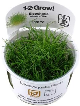 Amazon Tropica 水草 ヘアーグラス ショート 1 2 Grow 無農薬 スネール無し 5カップ 増子水景 生体水草 通販 Amazon Tropica 水草 ヘアーグラス ショート 1 2 Grow 無農薬 スネール無し 5カップ 増子水景 生体水草 通販
