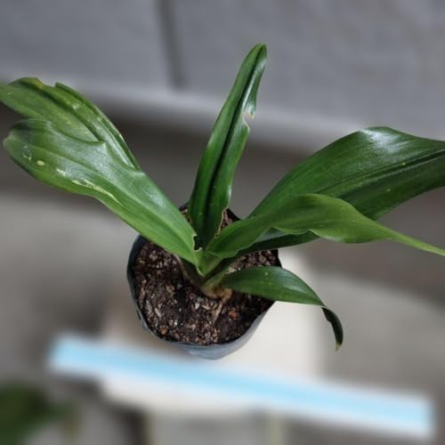 苗 万年青」の人気商品一覧 | 安い商品を通販サイトから探す - 価格.com