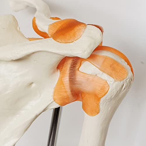 Image of Anatomical Shoulder Joint Model Medical Anatomy Skeleton, Human Body Shoulder Ligament Model Anatomy Replica of Norma Shoulder Joint for Doctors Office Educational Tool,