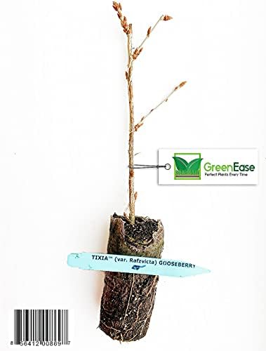 Gooseberry - Red Semi-Thornless, Excellent Flavor, Very Vigorous and Productive - 1 Tixia Plug Plant - (NOT Shipping to: DE, ME, NC, NH, NJ & WV)