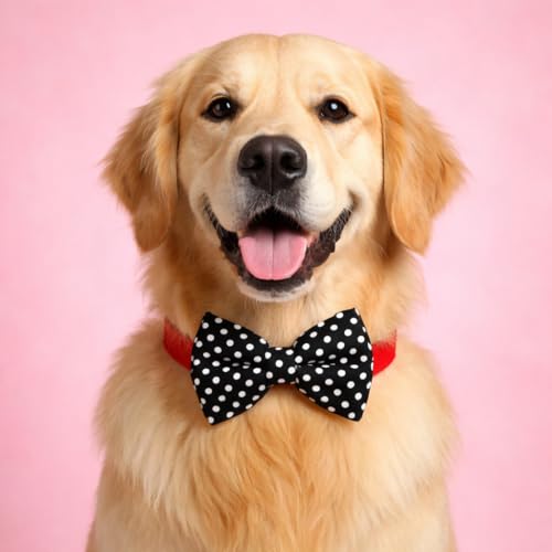 Image of That Dog In Tuxedo Twinkle Dots Dog Bow Tie Bowtie with Collar (Size - S)