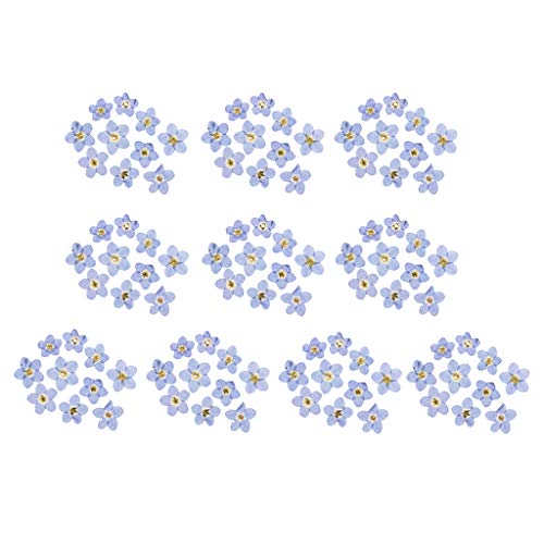 kowaku 100 Pieces Natural Dried Flowers Forget-Me-Not Pressed for DIY