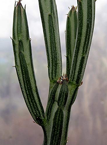 Candy Stick - Pickle Plant - Senecio Stapelliformis -2" Pot-Collector's Series #TOP5