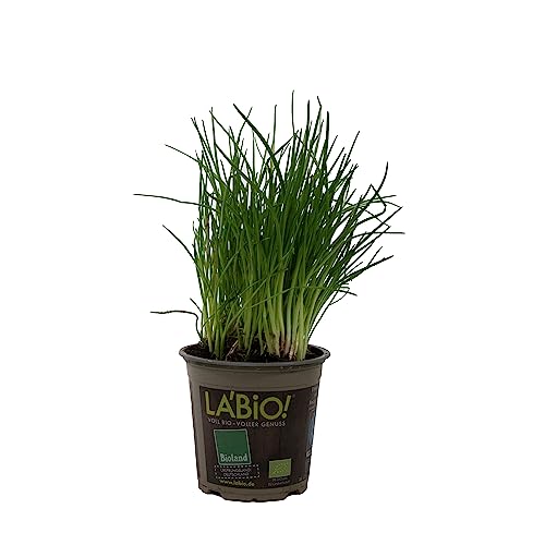 Cebollino o Ajo Morisco Natural Descubre el Sabor Exótico de esta Planta Comestible