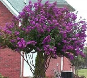 Catawba Crape Myrtle - Purple Flowering Tree - Live Plant Shipped 1 to 2 Feet Tall by DAS Farms