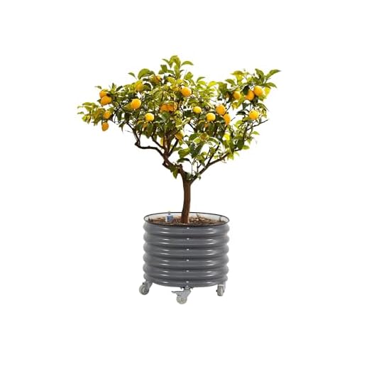 Self-Watering Rolling Citrus Planter