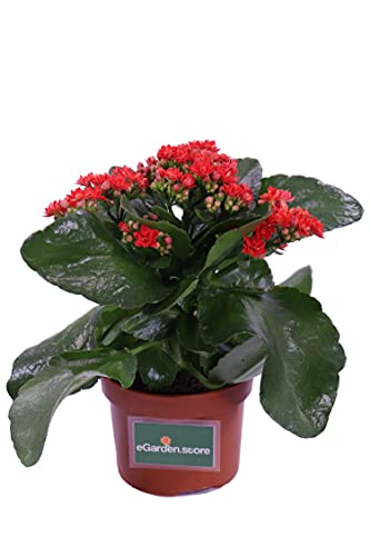 Pianta di Calandiva o Kalanchoe Blossfeldiana pianta succulenta ornamentale da arredo interno Pianta vera da fiore venduta da eGarden.store (Rossa)