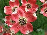Cherokee Chief Dogwood - Red Flowering Tree - Live Plant Shipped 2 to 3 Feet Tall by DAS Farms