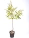 Granado - Maceta 22cm. - Altura aprox. 1m. - Planta viva -...