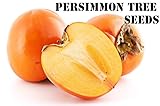 10 Persimmon Tree Seeds