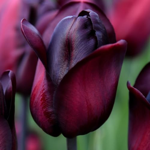 Tulip 'Ronaldo' Triumph Tulip Bulbs – Rich Purple-Maroon Blooms, Hardy & Guaranteed to Flower First Year, Perfect for Beds, Borders & Containers, 16 Bulbs, by Thompson & Morgan