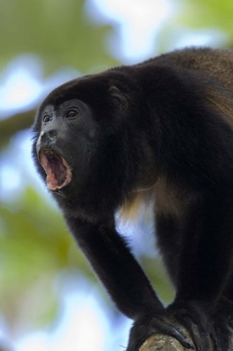 Amazon.com: Close-up of a Black Howler monkey (Alouatta caraya
