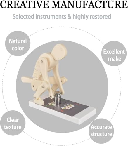 Modelo de columna vertebral interactivo para aprender posturas correctas de levantamiento 5