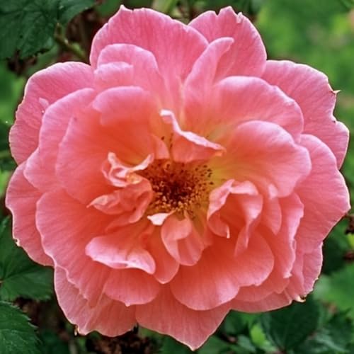 Kletterrose Rosa – Pflanze – Romantische rosa Blüten, winterhart, niederländische Qualität für vertikale Flächen – 2 Pflanzen – keine Samen, keine Zwiebeln und nicht künstlich