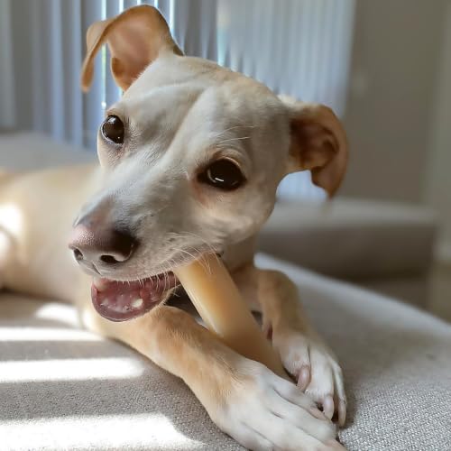 Image of Nylabone Power Chew Original Bone Dog Chew Toy, Original Flavor, Medium | Durable chew toys, long lasting, flavor throughout, discourages destructive chewing, keeps dogs busy, for dogs up to 35 lbs