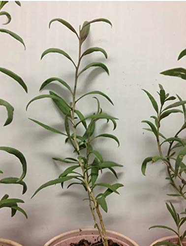 Goji Berry - Lycium Barbarum - Live Plant #TOP18